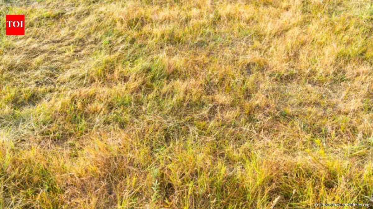 Why has Britain's grass turned yellow? Scientists warn about the future of the island after 'driest month ever'