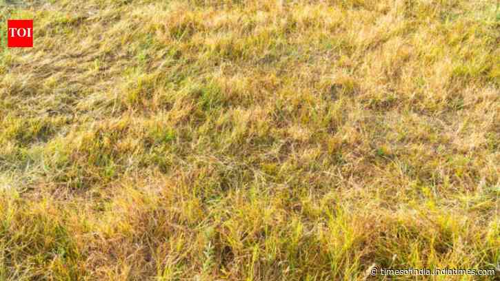 Why has Britain's grass turned yellow? Scientists warn about the future of the island after 'driest month ever'