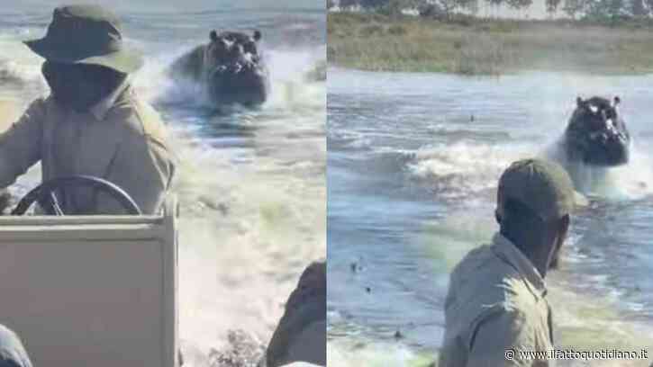Ippopotamo insegue una barca di turisti in Botswana: “Tenetevi forte, dobbiamo accelerare prima che decida di attaccarci”. La fuga ripresa in un video