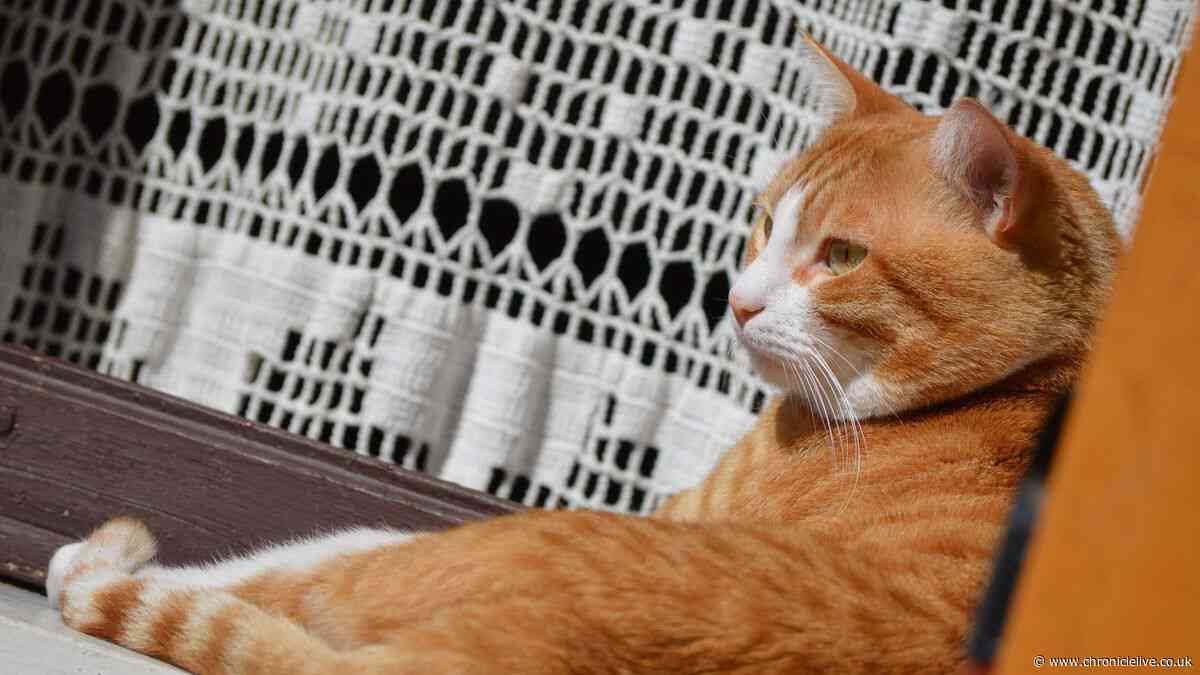 Warning people with cats kept indoors may need nets over windows - need to know