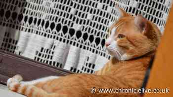 Warning people with cats kept indoors may need nets over windows - need to know