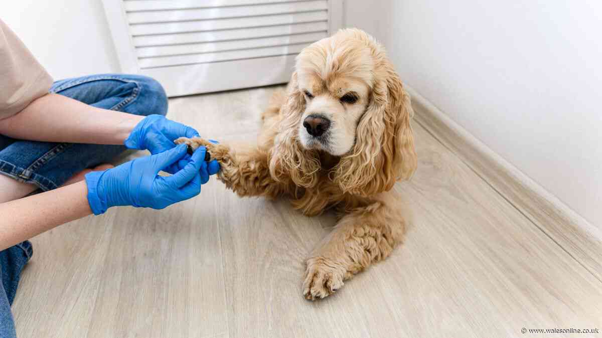 UK spaniel dog owners told to check for warning signs after every walk