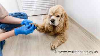 UK spaniel dog owners told to check for warning signs after every walk