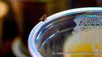 Get rid of flies in your home and stop them from coming back with 10-second daily task