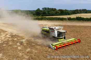 Farmers at ‘breaking point’ as heatwave Britain puts livelihoods under threat