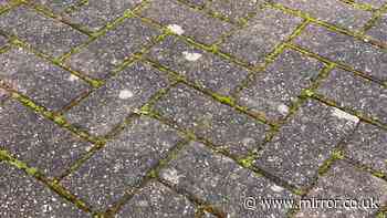 You'll need eyes of a hawk to spot toad hiding on garden path within 10 seconds