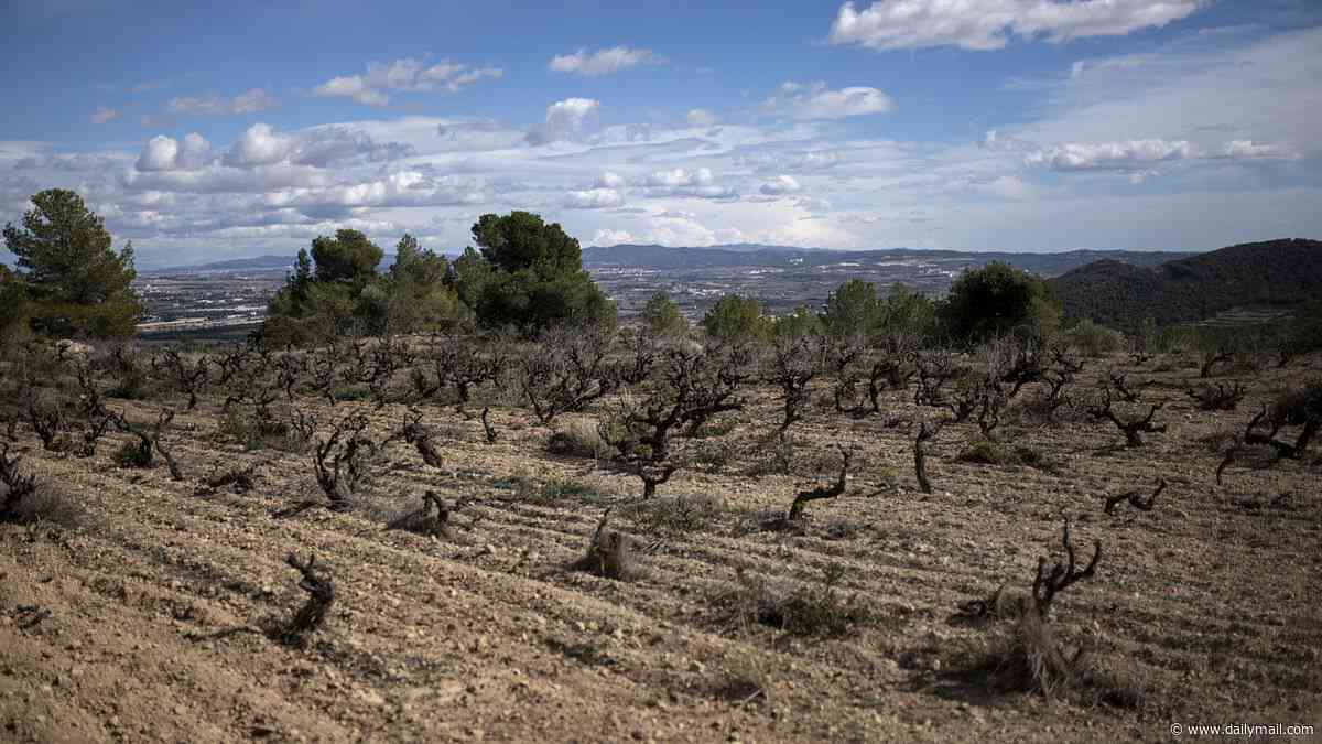 Bad news for red wine lovers: Widespread drought could spell the end for Pinot Noir, experts say