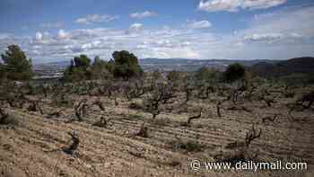 Bad news for red wine lovers: Widespread drought could spell the end for Pinot Noir, experts say