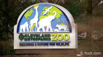 Beloved dingoes die months apart at Cleveland Metroparks Zoo