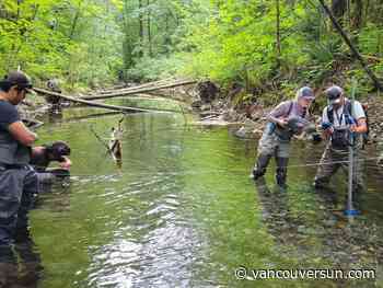 Natural habitat diversity key to protecting threatened salmon in B.C.'s Indian River watershed: report