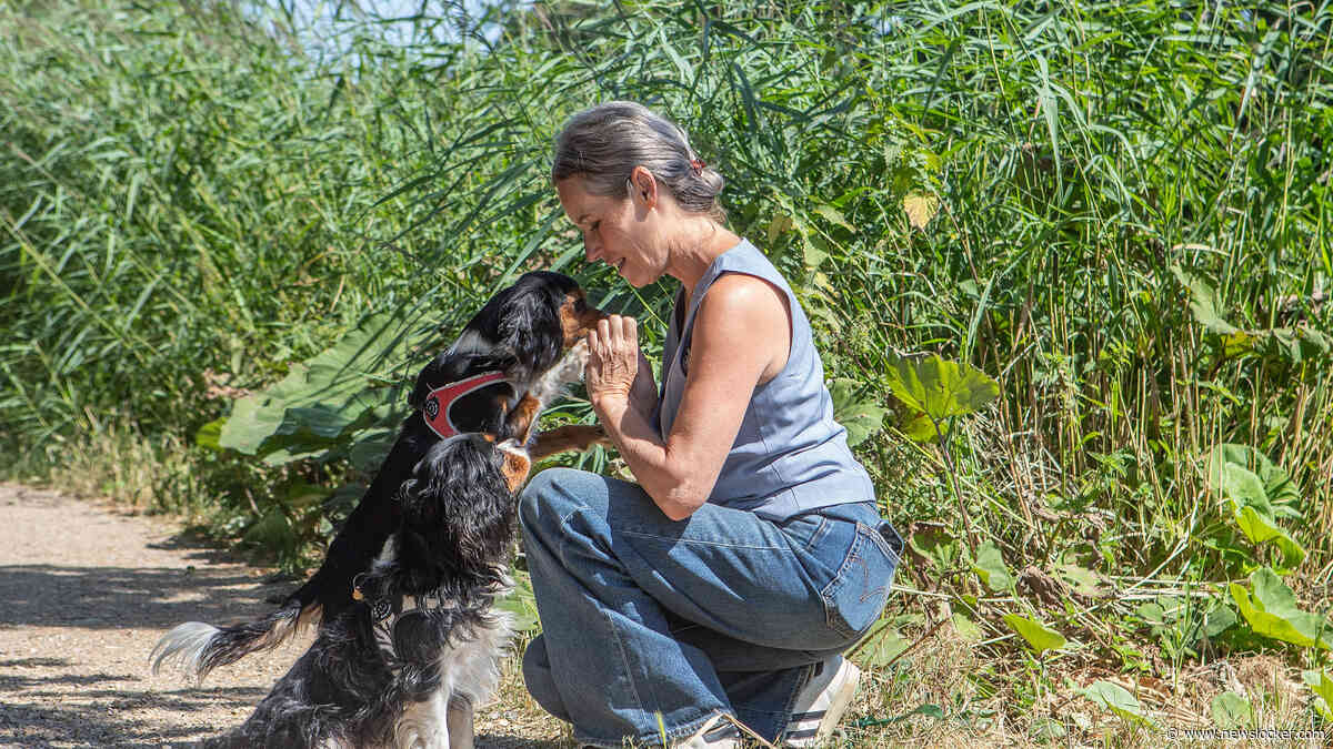 Hondje van Annemarie (56) werd op het strand aangereden door mountainbiker, nu krijgt zij haatreacties: ’De schrik zit nog in mijn lijf’