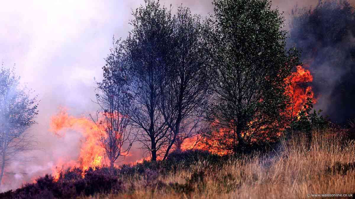 The sale of disposable barbecues is banned as wildfires continue to rage