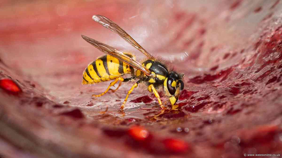 Wasps won't bother your summer barbecues if you have £3 plant nearby