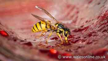 Wasps won't bother your summer barbecues if you have £3 plant nearby
