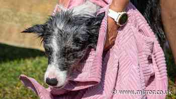 RSPCA 'please don't' message for owners using cold towels on pets in heatwave