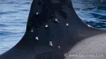 Killer whale is spotted with shotgun pellet wounds off Spain - following spate of orca attacks on yachts