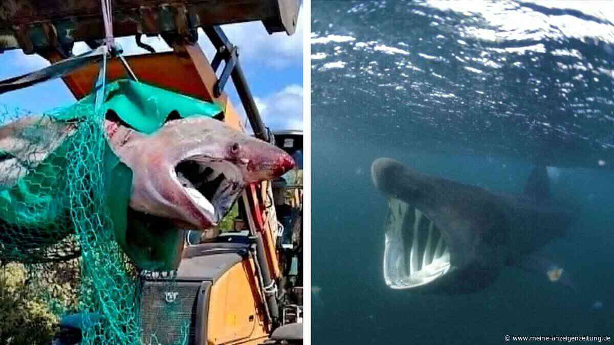 Riesenhai an Ostsee-Küste tot entdeckt – Obduktionsergebnisse irritieren selbst Forscher