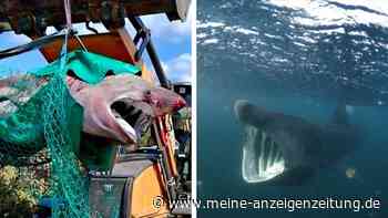 Riesenhai an Ostsee-Küste tot entdeckt – Obduktionsergebnisse irritieren selbst Forscher