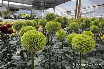 Danziger zet groene chrysant GreenPop centraal tijdens Open Days in Colombia