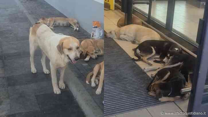 Un gruppo di cani randagi si ripara dal caldo davanti al supermercato: il video conquista il web