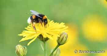 Meer bloemen op dijken leidt tot forse toename wilde bijen en hommels