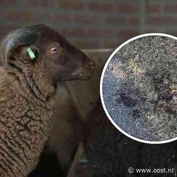 Verdriet om gestolen schapen bij kinderboerderij, bloedsporen gevonden