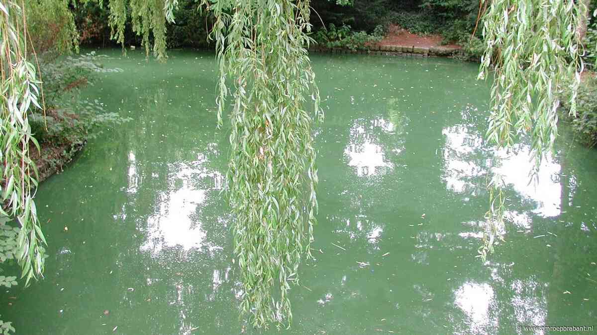 Opgehoopte blauwalg zorgt voor groene drab in Zuid-Willemsvaart