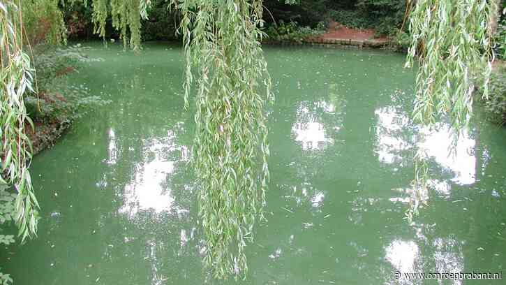 Opgehoopte blauwalg zorgt voor groene drab in Zuid-Willemsvaart