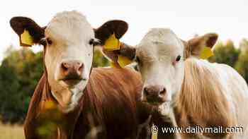 Fears incurable mad cow-like disease could jump to humans as new threat closes in on US