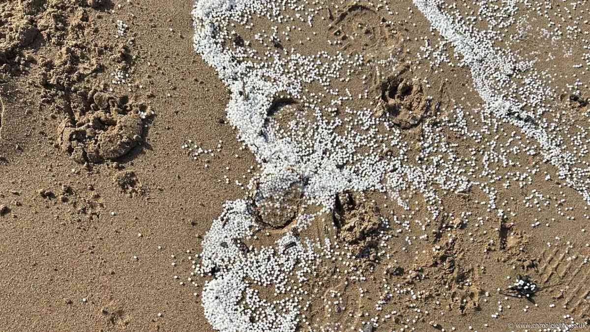 Northumberland council leader fears it could be 'years' before nurdle spill is cleared up
