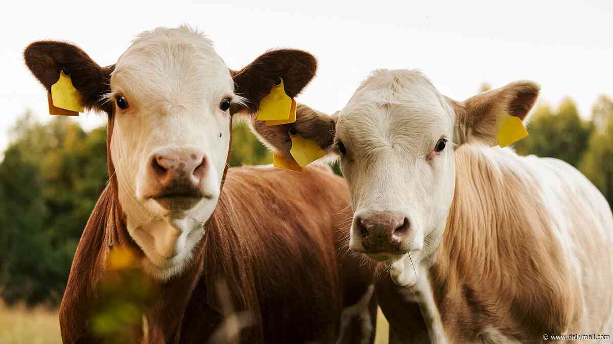 Scientists sound alarm over incurable mad cow disease infecting humans as new threat closes in on US