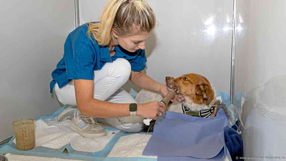 Kleine Tiere, große Sorgen: Die Kleintierklinik in Pfersee kennt keine Pause