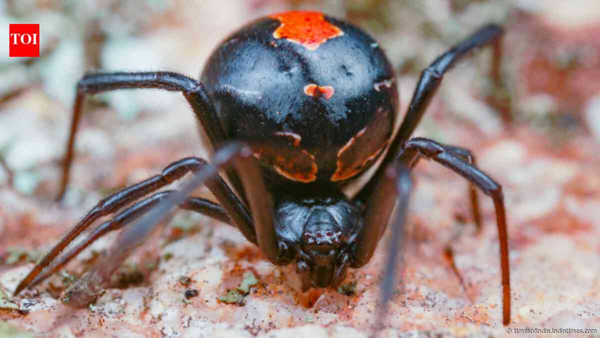 Male redback spiders somersault directly towards a female’s fangs during mating