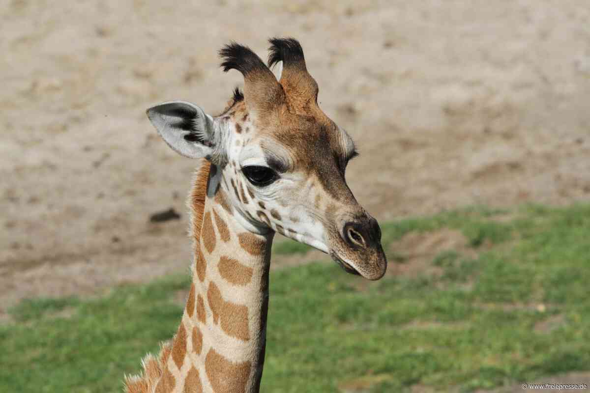 Junger Giraffenbulle heißt jetzt Jabari