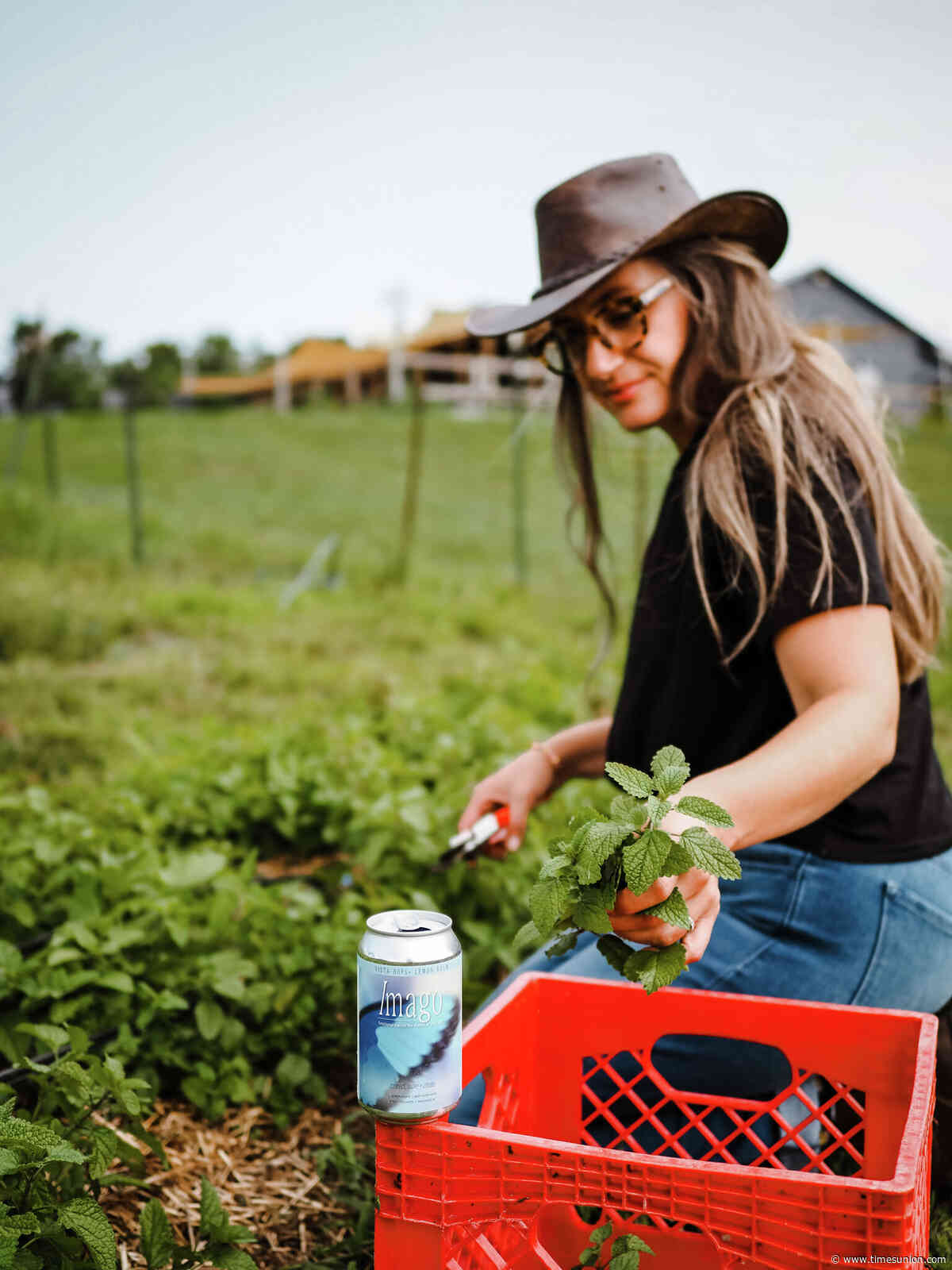 Dancing Grain Farm Brewery launches new line of non-alcoholic seltzers