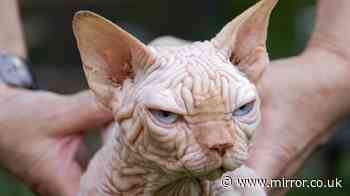 Warning XL Bully cats riddled with health issues are booming
in popularity