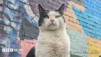 Weekly quiz: How did this cat end up as a social media star?