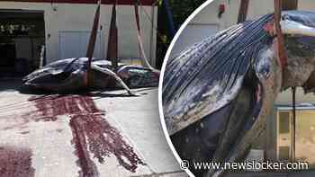 Mysterie rond dood walvis ‘Timmy’ na reddingsactie van 1,5 miljoen euro