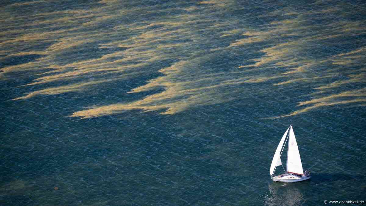 Blaualgen an der Ostsee: Diese Strände und Seen sind gesperrt