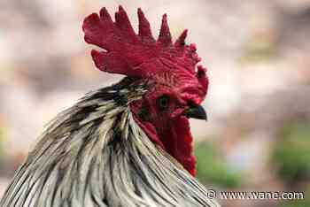 DeKalb County pair accused of cockfighting, face slew of felonies