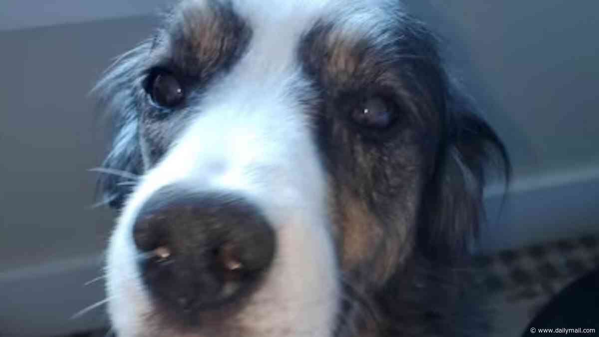 Friendly Australian Shepherd dog called Jack met horrific end at hands of neighbor who took a dislike to him, cops say