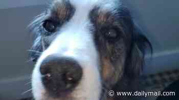 Friendly Australian Shepherd dog called Jack met horrific end at hands of neighbor who took a dislike to him, cops say