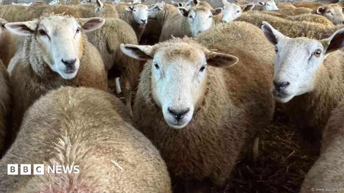 Bluetongue outbreak to get worse, warns chief vet