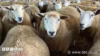 Bluetongue outbreak to get worse, warns chief vet
