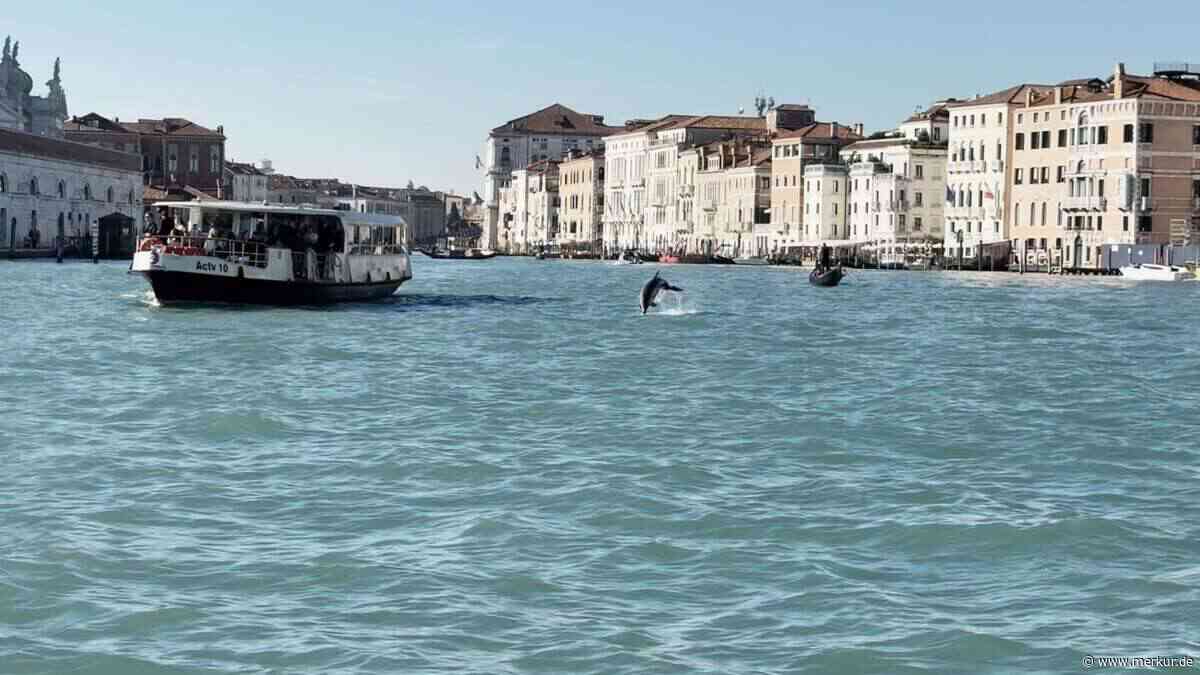 Delfin schwimmt im Canal Grande: Venedigs Bürgermeister fordert „verantwortungsbewusstes Verhalten“
