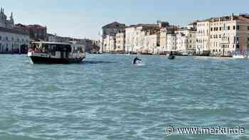Delfin schwimmt im Canal Grande: Venedigs Bürgermeister fordert „verantwortungsbewusstes Verhalten“
