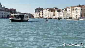 Delfin schwimmt im Canal Grande: Venedigs Bürgermeister fordert „verantwortungsbewusstes Verhalten“
