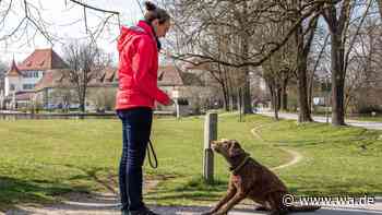 Was Hunde uns über Grenzen und ein freundliches Nein beibringen