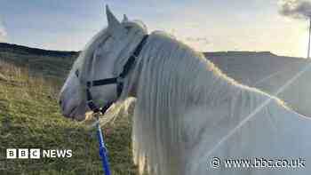 Stolen horse reunited with owner after eight years