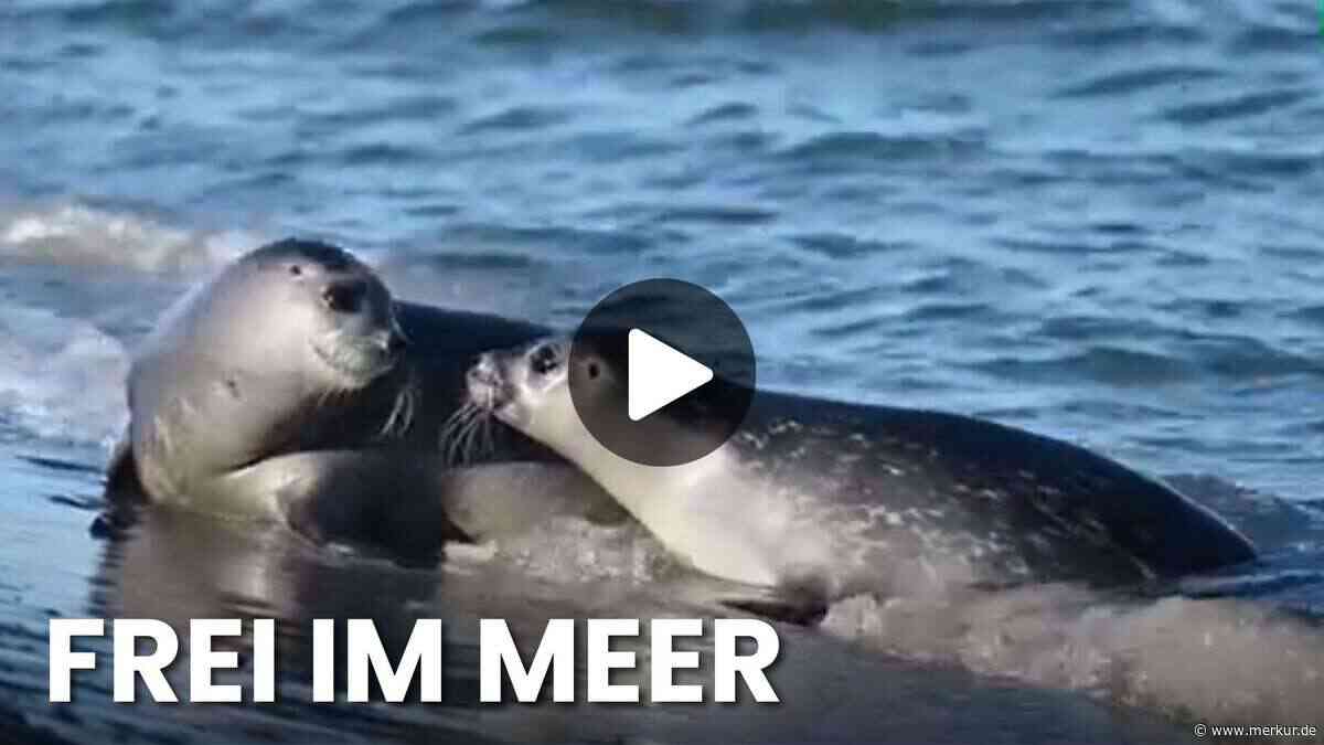 Seehunde im Video: Ernie, Tiffy und Lucy zurück in der Nordsee